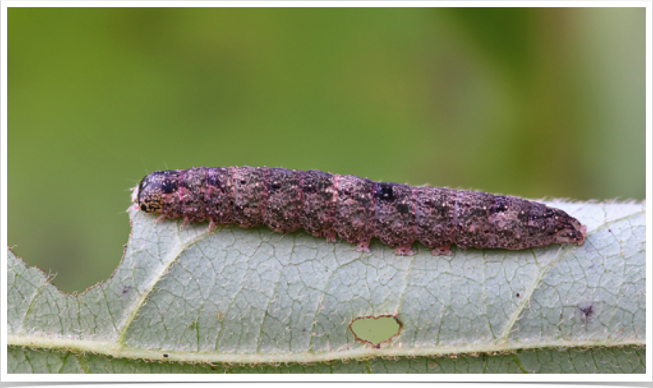 Hypsoropha hormos
Small Necklace Moth
Monroe County, Alabama